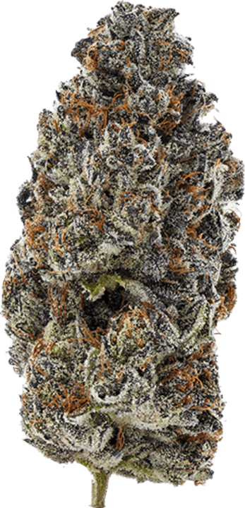 Glto41 image 1